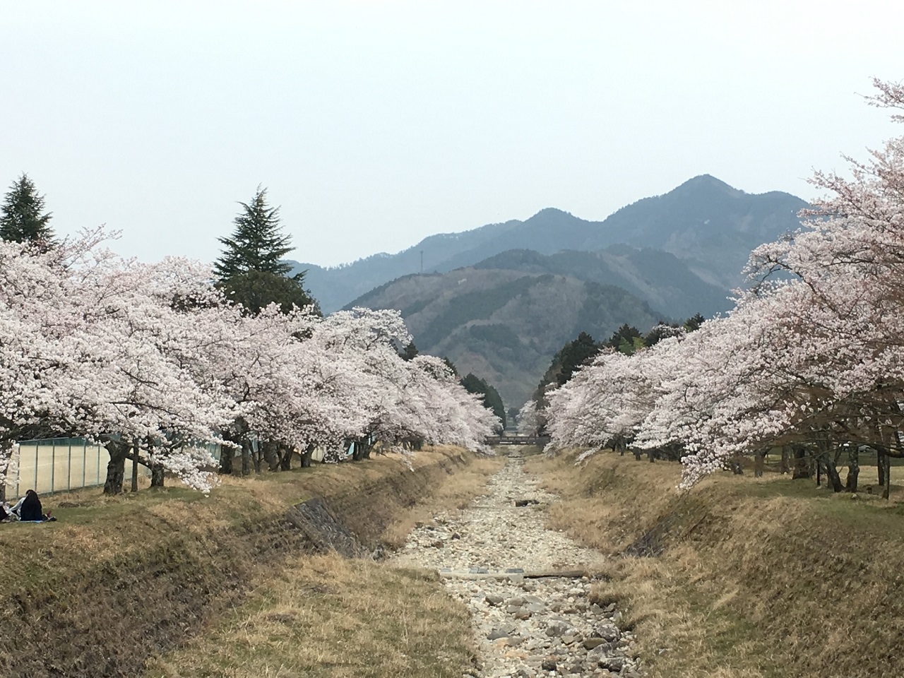 倉町の桜